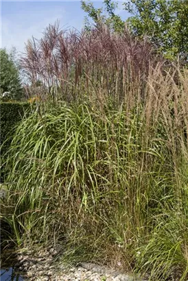 Gewöhnliches Schilf - Phragmites australis