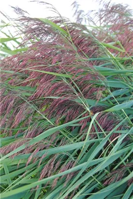 Gewöhnliches Schilf - Phragmites australis