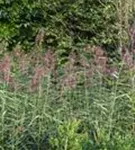 Gewöhnliches Schilf - Phragmites australis