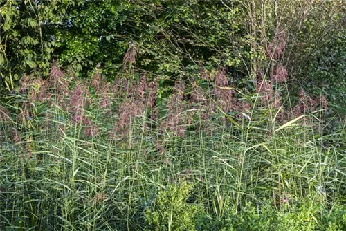 Gewöhnliches Schilf - Phragmites australis