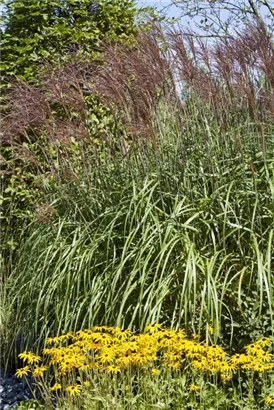 Gewöhnliches Schilf - Phragmites australis