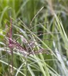 Gewöhnliches Schilf - Phragmites australis