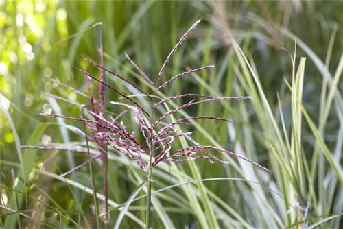 Gewöhnliches Schilf - Phragmites australis