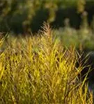 Gewöhnliches Schilf - Phragmites australis