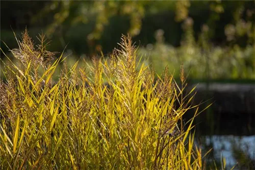 Gewöhnliches Schilf - Phragmites australis