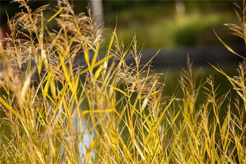 Gewöhnliches Schilf - Phragmites australis