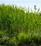 Gewöhnliches Schilf - Phragmites australis