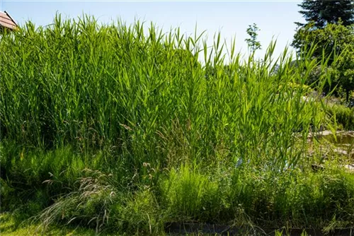 Gewöhnliches Schilf - Phragmites australis