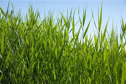 Gewöhnliches Schilf - Phragmites australis