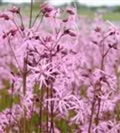 Kuckucks-Lichtnelke - Lychnis flos-cuculi