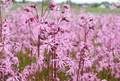 Kuckucks-Lichtnelke - Lychnis flos-cuculi