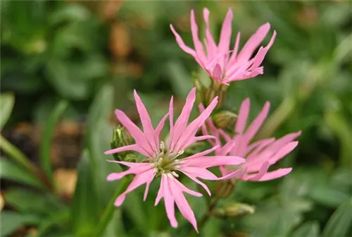 Kuckucks-Lichtnelke - Lychnis flos-cuculi