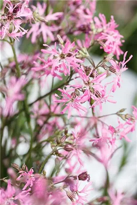 Kuckucks-Lichtnelke - Lychnis flos-cuculi