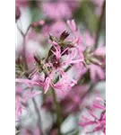 Kuckucks-Lichtnelke - Lychnis flos-cuculi