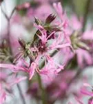 Kuckucks-Lichtnelke - Lychnis flos-cuculi