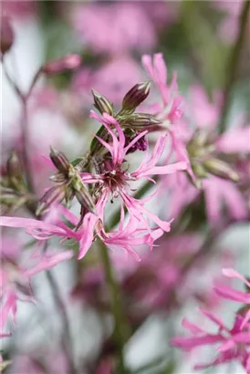 Kuckucks-Lichtnelke - Lychnis flos-cuculi