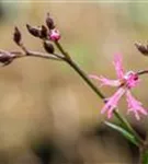 Kuckucks-Lichtnelke - Lychnis flos-cuculi