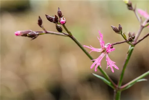 Kuckucks-Lichtnelke - Lychnis flos-cuculi