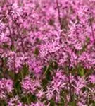 Kuckucks-Lichtnelke - Lychnis flos-cuculi