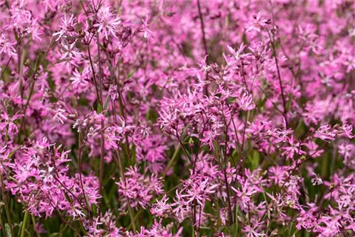 Kuckucks-Lichtnelke - Lychnis flos-cuculi