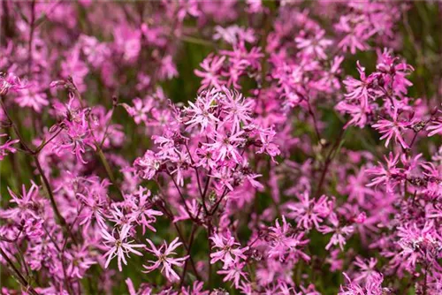 Kuckucks-Lichtnelke - Lychnis flos-cuculi