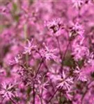 Kuckucks-Lichtnelke - Lychnis flos-cuculi