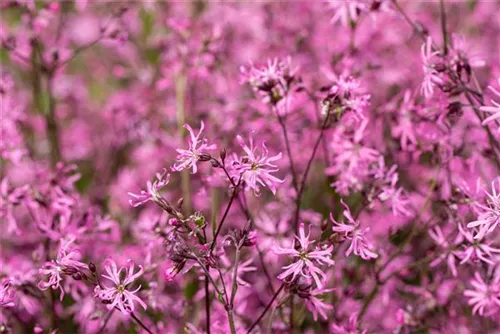 Kuckucks-Lichtnelke - Lychnis flos-cuculi