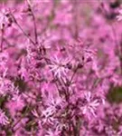 Kuckucks-Lichtnelke - Lychnis flos-cuculi