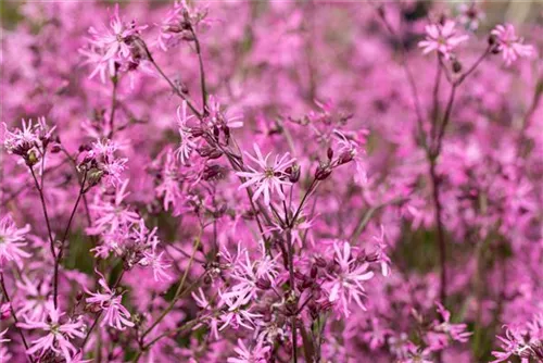 Kuckucks-Lichtnelke - Lychnis flos-cuculi