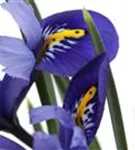 Verschiedenfarbige Sumpf-Schwertlilie - Iris versicolor