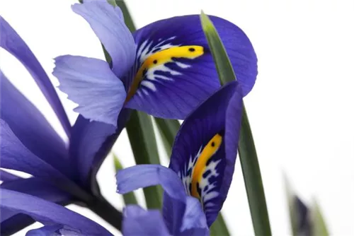 Verschiedenfarbige Sumpf-Schwertlilie - Iris versicolor