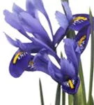 Verschiedenfarbige Sumpf-Schwertlilie - Iris versicolor