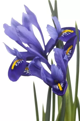 Verschiedenfarbige Sumpf-Schwertlilie - Iris versicolor