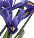 Verschiedenfarbige Sumpf-Schwertlilie - Iris versicolor