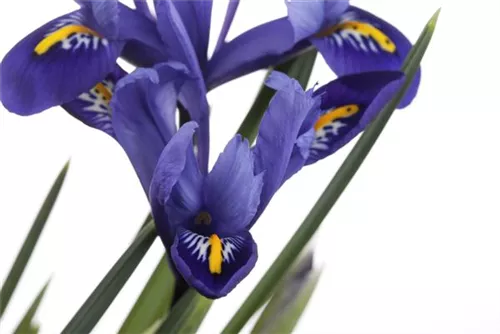 Verschiedenfarbige Sumpf-Schwertlilie - Iris versicolor