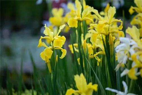 Verschiedenfarbige Sumpf-Schwertlilie - Iris versicolor