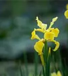 Verschiedenfarbige Sumpf-Schwertlilie - Iris versicolor