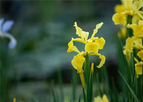 Verschiedenfarbige Sumpf-Schwertlilie - Iris versicolor