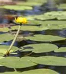 Große Teichrose - Nuphar lutea