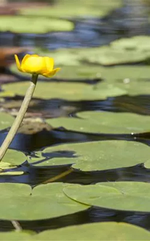 Nuphar lutea