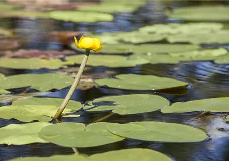 Nuphar lutea - Große Teichrose