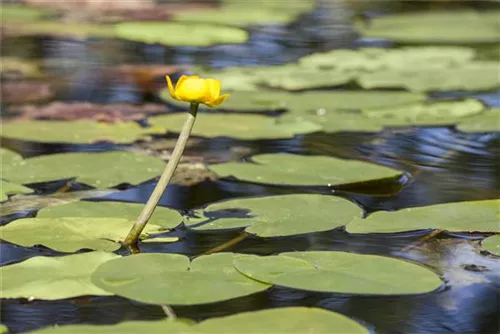 Große Teichrose - Nuphar lutea