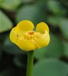 Große Teichrose - Nuphar lutea