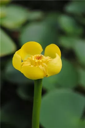 Große Teichrose - Nuphar lutea