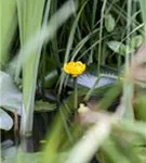 Große Teichrose - Nuphar lutea