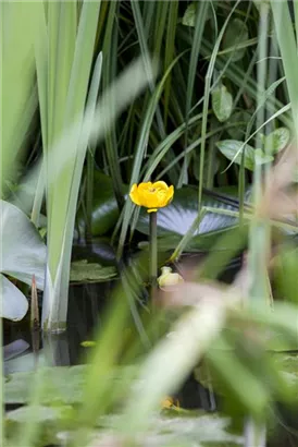 Große Teichrose - Nuphar lutea