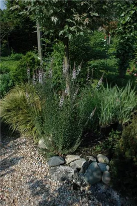 Purpurblütiges Leinkraut - Linaria purpurea