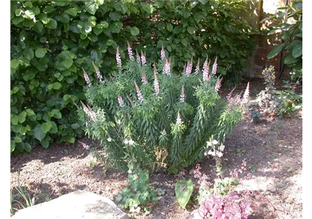 Linaria purpurea Springside White - Garten-Leinkraut