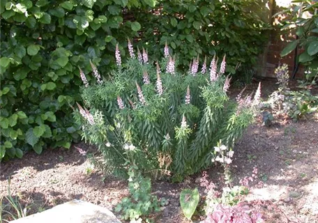 Linaria purpurea - Purpurblütiges Leinkraut