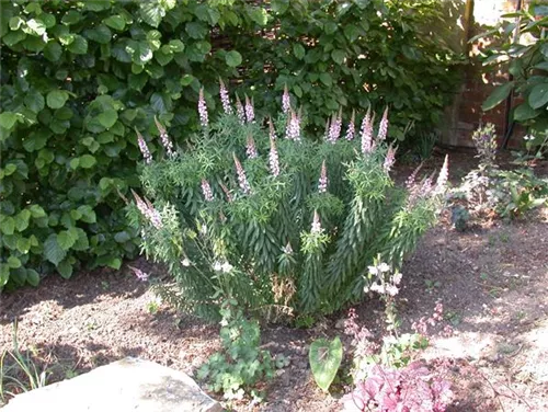 Garten-Leinkraut - Linaria purpurea Springside White